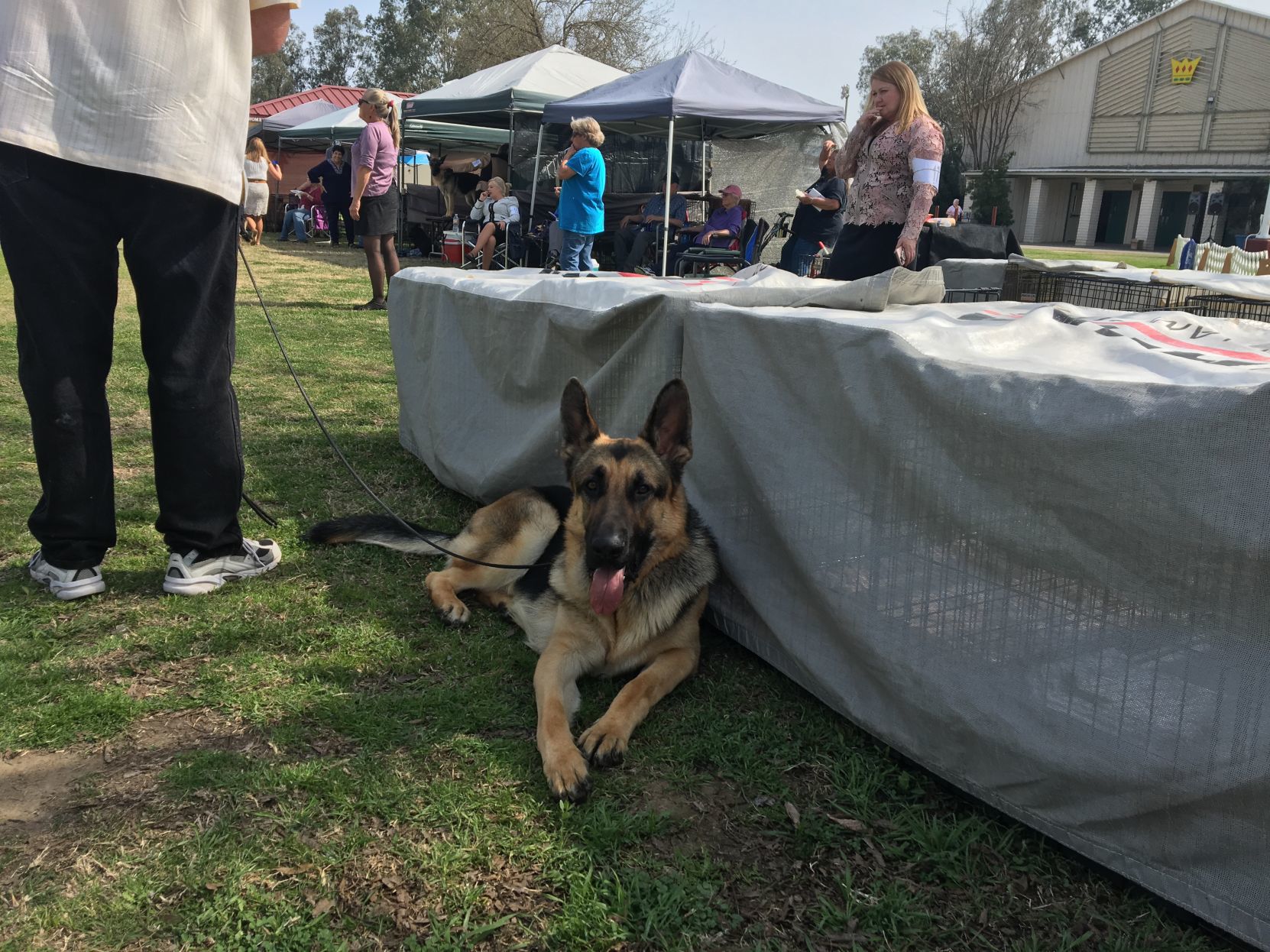 Dog Show - German Shepherd in the shade